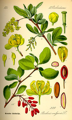 Gewöhnliche Berberitze (Berberis vulgaris), Illustration