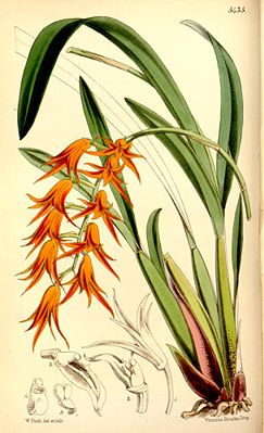 Illustration der Art Ada aurantiaca aus„Curtis's botanical magazine“
