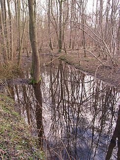 Nyster- oder Baaler Bach im Sumpfgebiet zwischen Baal und Lövenich