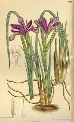 Iris urumovii 141-8608.jpg