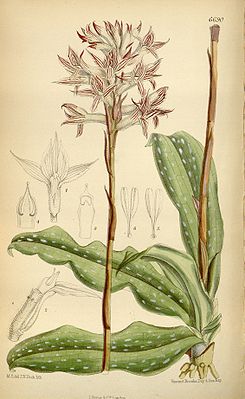 Pteroglossa euphlebia, Illustration aus Curtis's Botanical Magazine