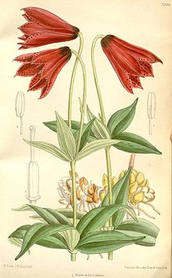 Lilium grayi – Illustration von Joseph Dalton Hooker 1892