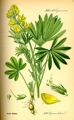 Gelbe Lupine (Lupinus luteus), Illustration.