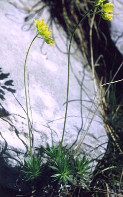 Karpaten-Felsenblümchen (Draba lasiocarpa)