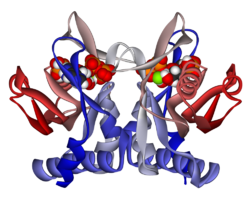 Adenin-Phosphoribosyltransferase