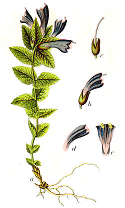 Alpenhelm (Bartsia alpina), Illustration.
