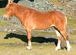 Gotland-Pony in Göteborg