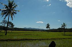 Reisfelder bei Maliana
