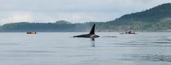 Schwertwale im Sommer in der Johnstone Strait