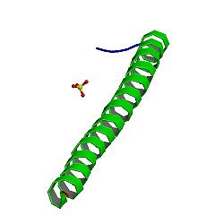 Adenomatous polyposis coli-Protein