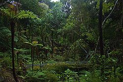 Gemäßigter Regenwald auf Ulva Island