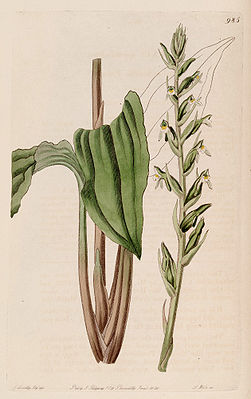 Pelexia adnata, Illustration aus „The Botanical Register“