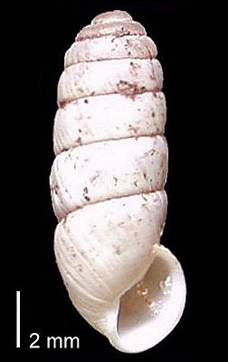 Zylinder-Felsenschnecke (Cylindrus obtusus), noch nicht ausgewachsenes Gehäuse