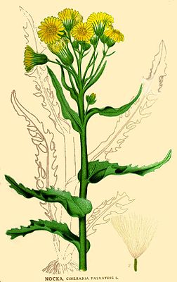 Tephroseris palustris.jpg