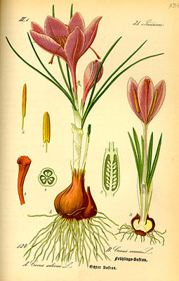 Krokus-Arten: Links: Crocus sativus, Rechts: Crocus vernusIllustration aus Thomé:  Flora von Deutschland,Oesterreich und der Schweiz (1885)