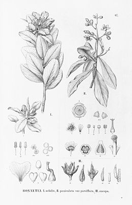 Bonnetia sessilis (links) und Bonnetia paniculata (rechts), Illustration.