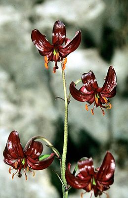 Lilium cattaniae Vis.jpg