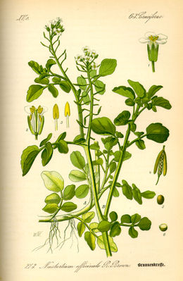 Brunnenkresse (Rorippa nasturtium-aquaticum)