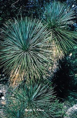 Yucca linearifolia Pflanzen in verschiedenen Altersstufen in Mexiko
