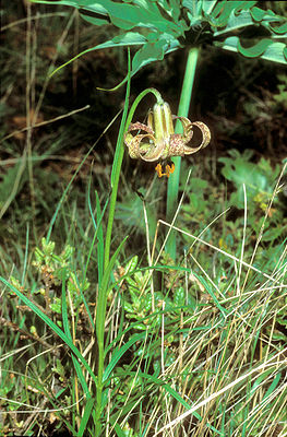 Lilium habaense
