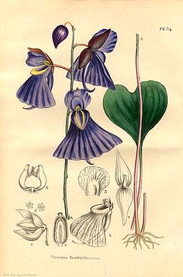 Utricularia humboldtii, Illustration