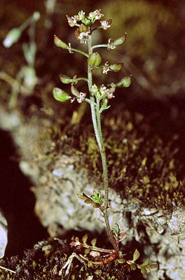 Kleine Felskresse (Hornungia petraea)