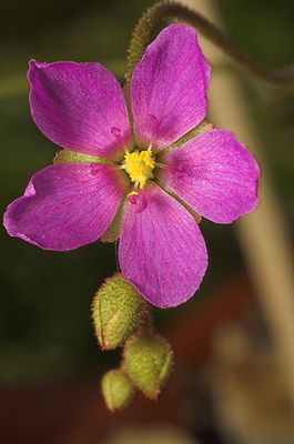 Drosera collinsiae, Blüte