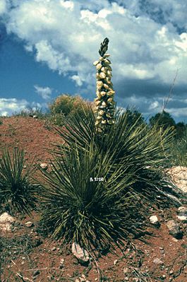 Yucca baileyi subsp. intermedia im Mai in New Mexico in Texas