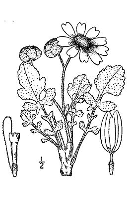 Illustration der Schokoladenblume (Berlandiera lyrata)