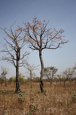 Roter Kapokbaum (Bombax costatum)