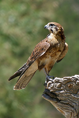Habichtfalke (Falco berigora), rötliche Morphe