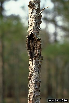 Schädigung durch Caliciopsis pinea an einer Weihrauch-Kiefer