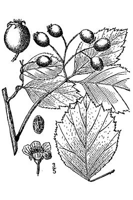 Oregon-Weißdorn (Crataegus douglasii), Illustration
