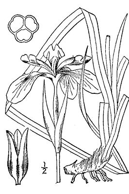 Iris missouriensis01.jpg