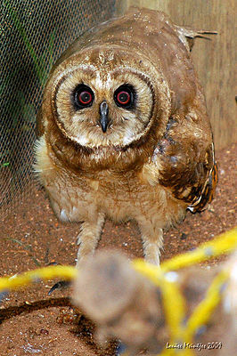 Marsh owl (Asio capensis).jpg