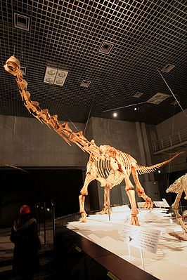Skelettrekonstruktion von Maxakalisaurus topai