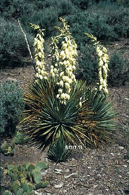 Yucca harrimaniae mit Blütenständen im Mai in Utah