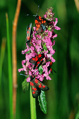 Sumpfhornklee-Widderchen (Zygaena trifolii) auf Sumpf-Ziest (Stachys palustris)