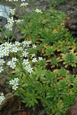 Host-Steinbrech (Saxifraga hostii subsp. hostii)