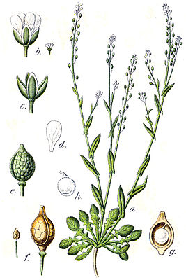Wendich (Calepina irregularis)