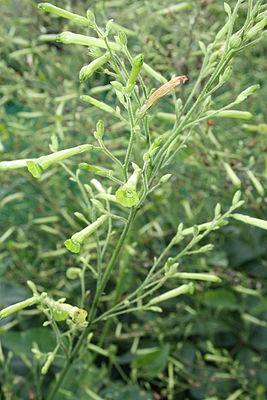 Nicotiana knightiana1.JPG