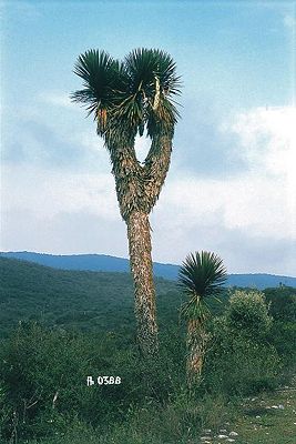 Yucca potosina in Blüte in Mexico