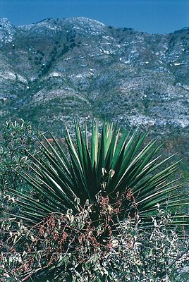 Yucca declinata mit aufgerichteten steifen Blättern in Mexiko