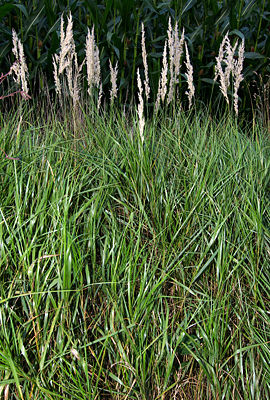 Sumpf-Reitgras (Calamagrostis canescens)