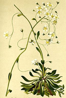 Saxifraga crustata Atlas Alpenflora.jpg