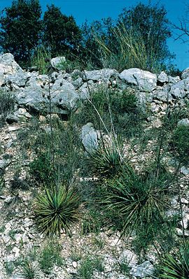 Kleine Kolonie von Yucca reverchonii in Texas