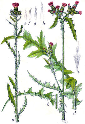 Sumpf-Kratzdistel (Cirsium palustre)  aus: Jakob Sturm, Deutschlands Flora in Abbildungen, Stuttgart (1796)