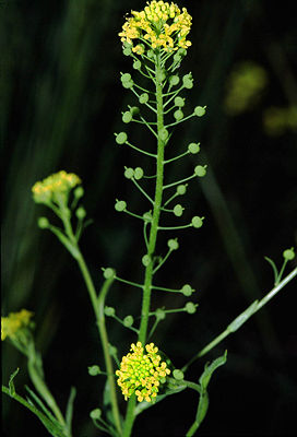 Finkensame (Neslia paniculata ssp. paniculata)