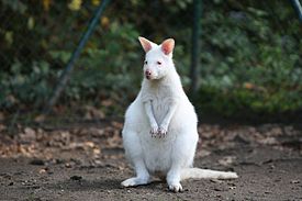 Albino Kangaroo.jpg