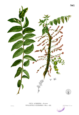 Illustration von Phyllanthus acidus